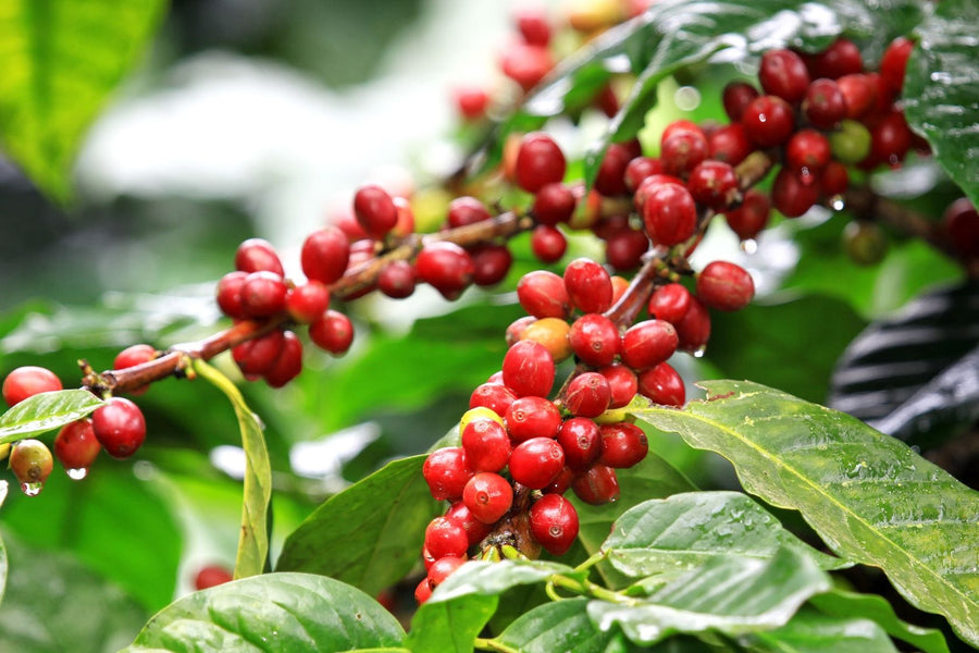 Coffee Highlight: Sumatra Permata Gayo